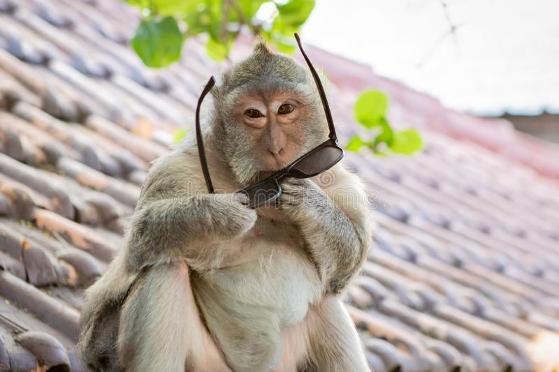 Monkey Thieves