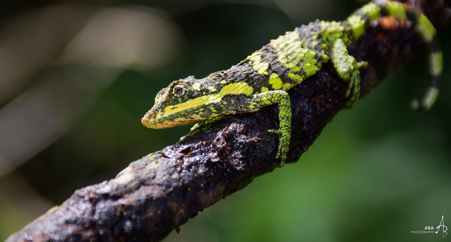 Knuckles Mountain Range